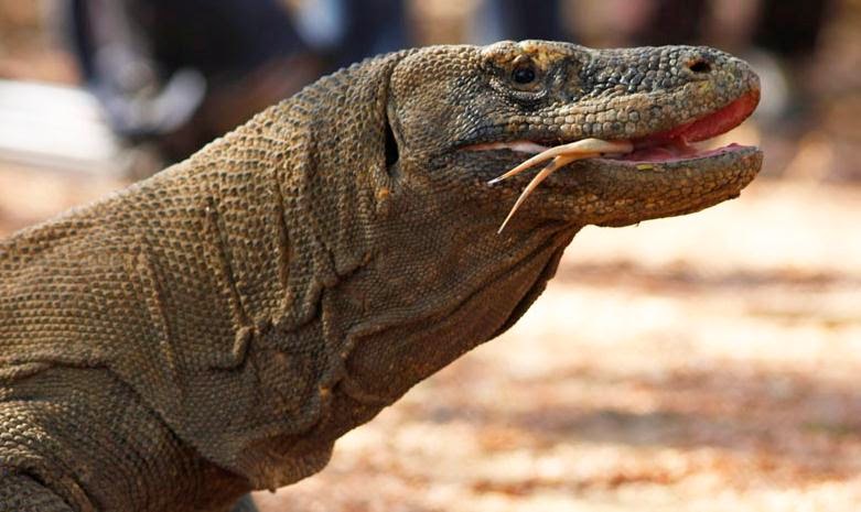 Pulau Komodo