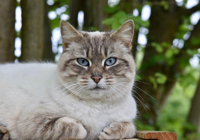 Kucing