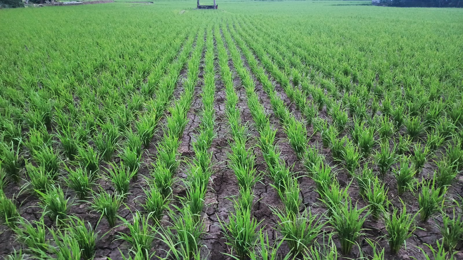 sawah