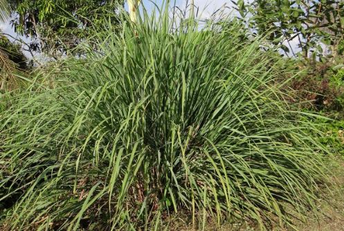 Daun Serai(Daun Sereh)