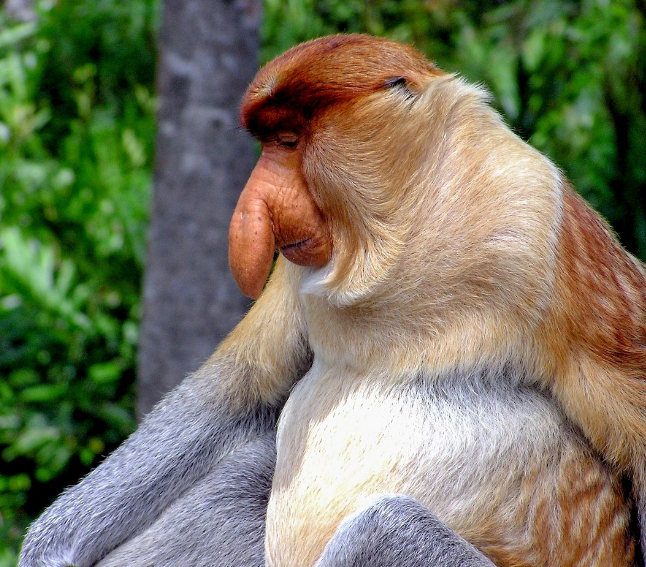 Bekantan