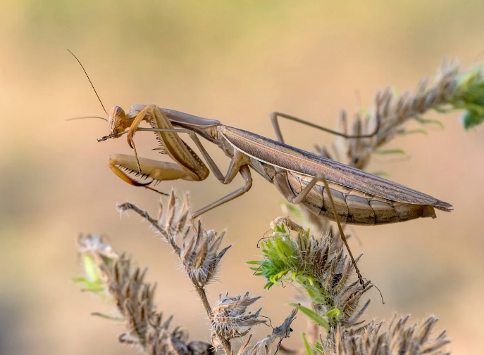 Belalang Mantis
