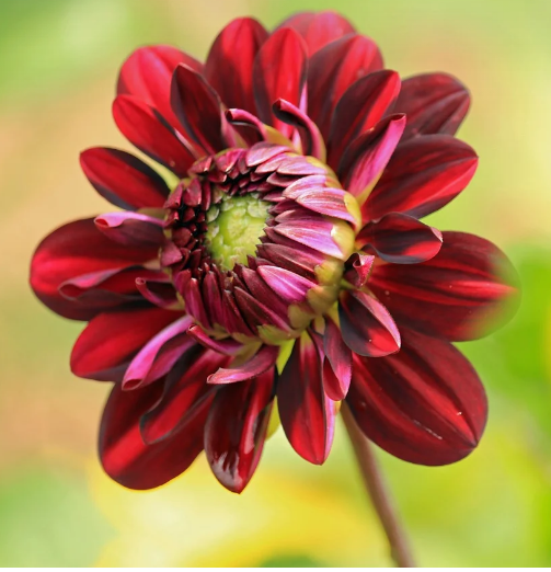 Bunga Dahlia
