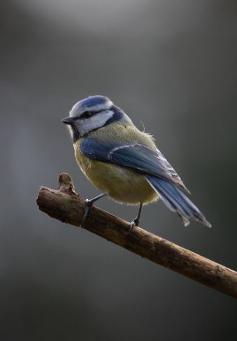 Burung Gelatik Biru