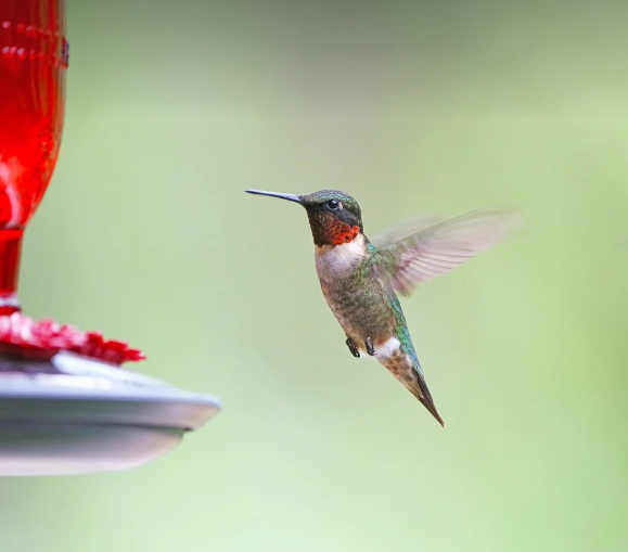 Colibri