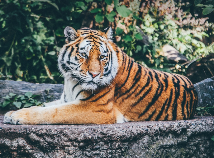 Harimau Sumatra