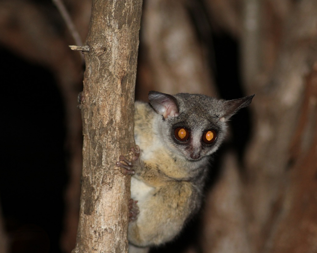 Tarsius Kerdil