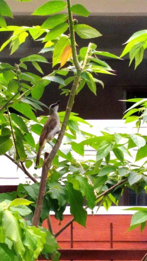 Merbah cerukcuk sering disebut juga Burung Trucukan Pycnonotus goiavier Yellow-vented Bulbul