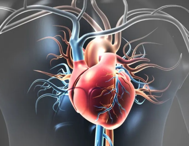 Ilustrasi Jantung pada jaringan tubuh manusia