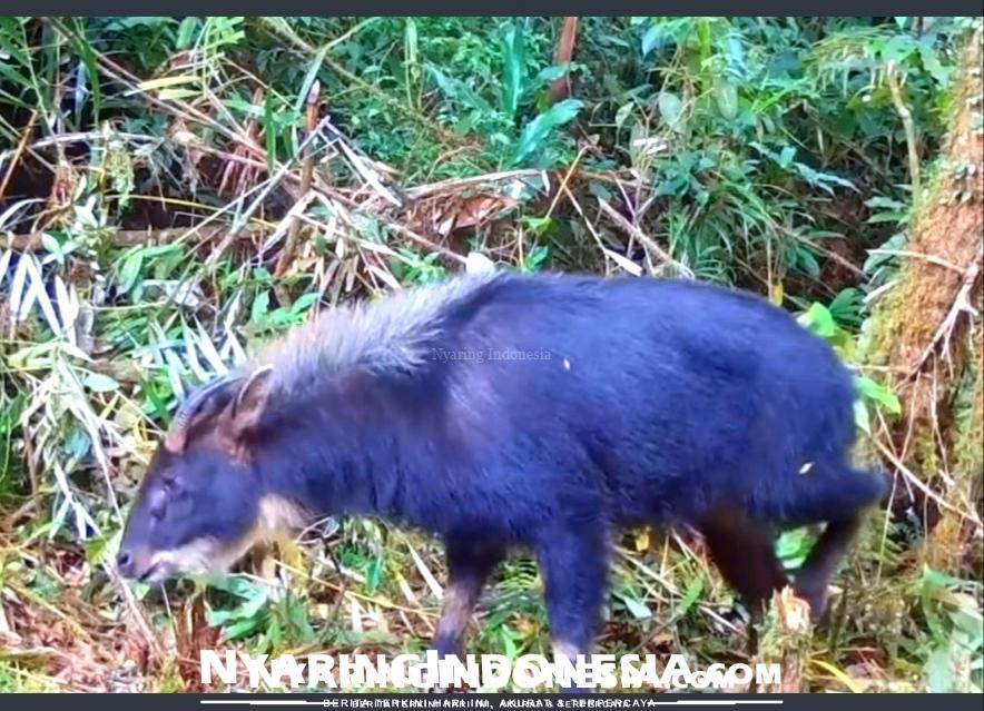 Kambing Sumatra yang berbadan seperti babi keberadaannya sudah mulai langka