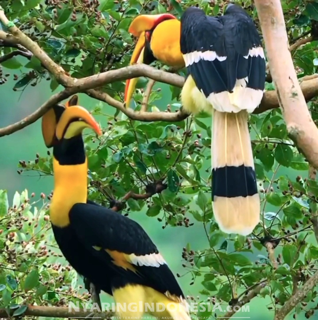 Burung Rangkong Gading atau Enggang Gading (Rhinoplax vigil)