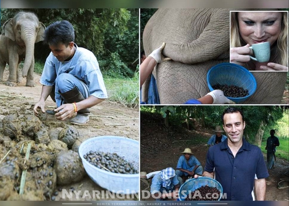 Black Ivory Coffee varian kopi baru, Biji kopi yang difermentasi dari kotoran gajah (Indian Express)