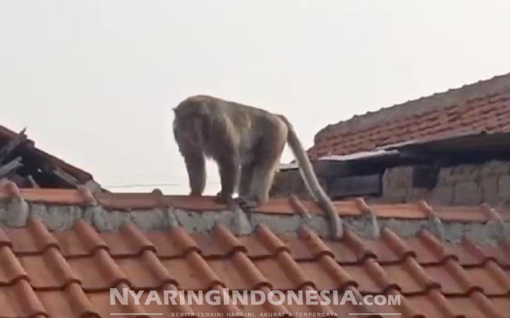 Kera liar