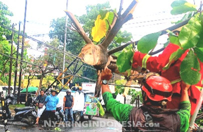 Pohon Tumbang
