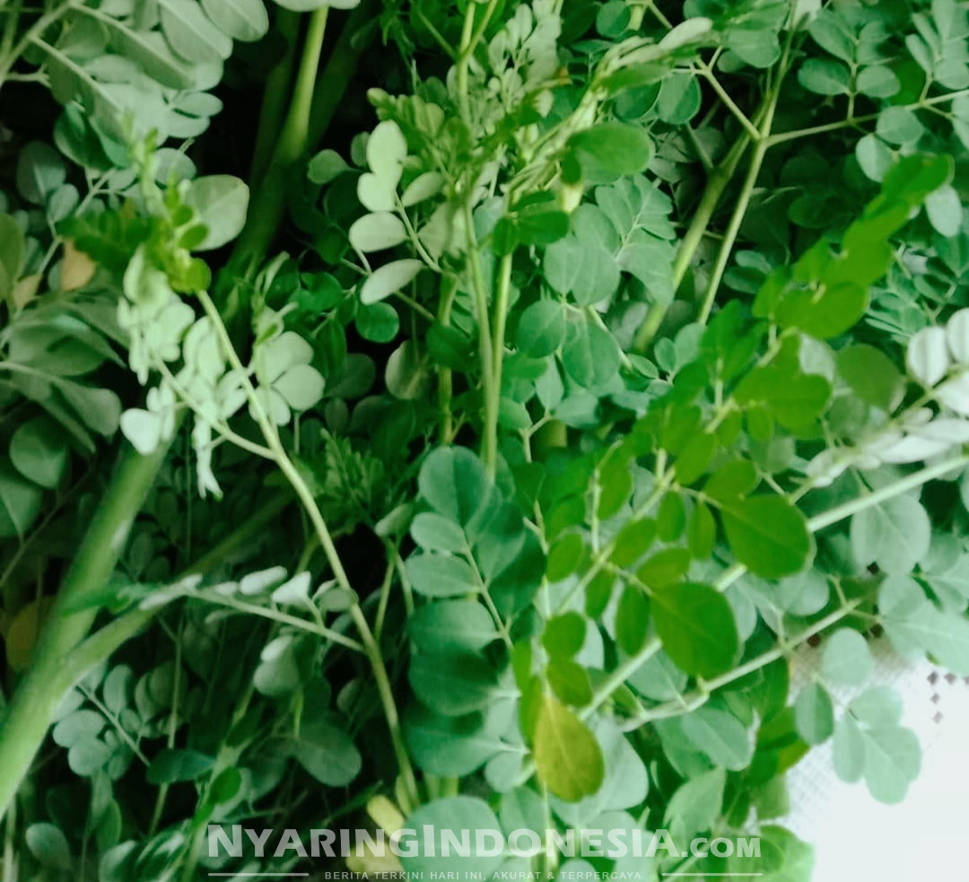 Manfaat dan khasiat Daun Kelor