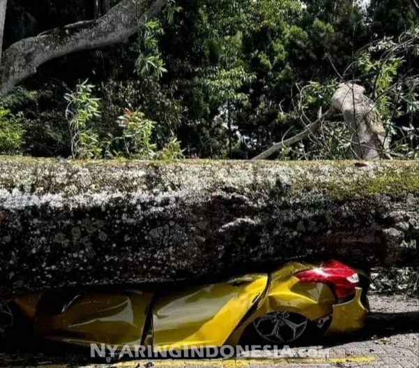 Mobil tertimpa pohon besar di Objek Wisata FarmHouse Lembang