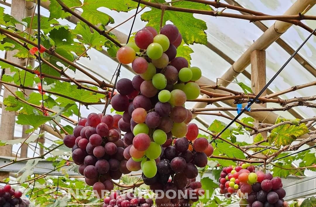 Foto: Jenis Anggur di kebun Anggur Cangri Bandung