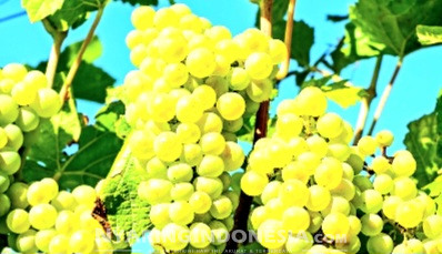 Anggur Shine Muscat