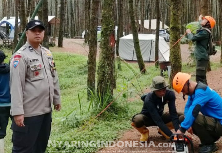Monitoring pohon