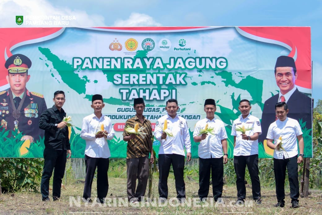 Panen raya jagung tahap 1