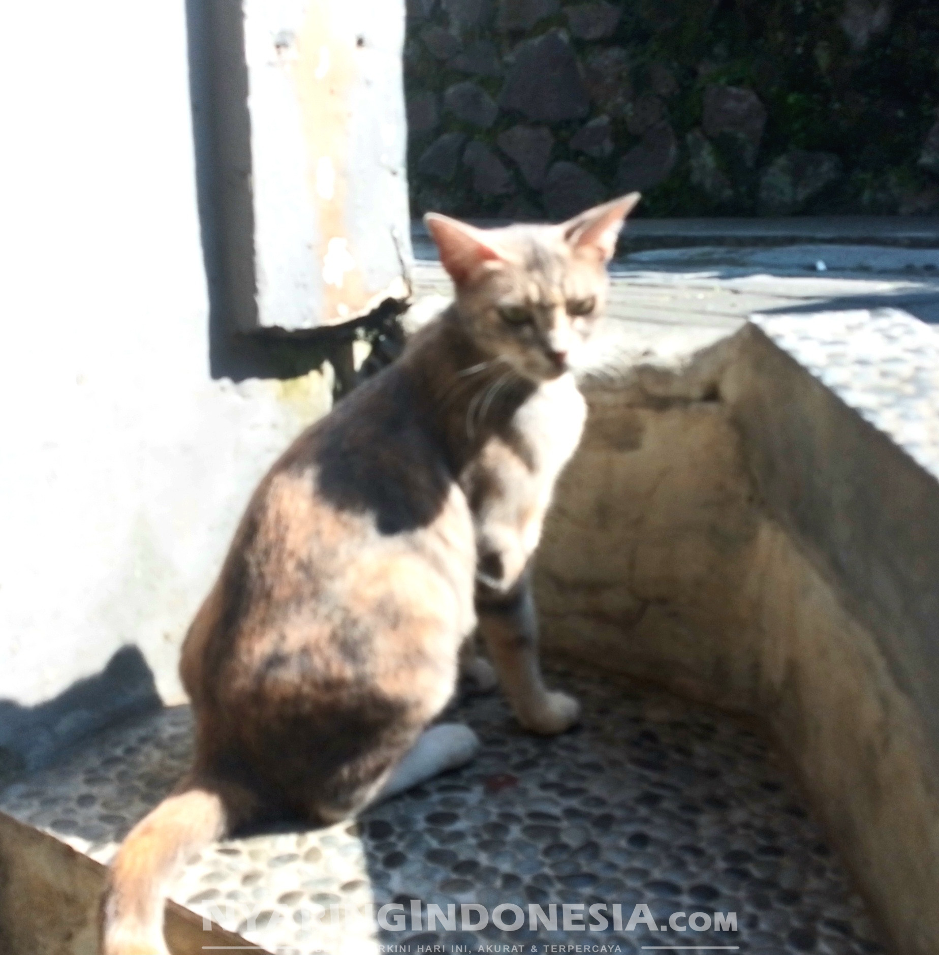 Sterilisasi Kucing